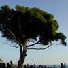 Photo: A tree