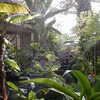 Previous: Waterfall in a greenhouse