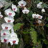 Next: White flowers