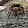 Photo: (keyword spider)
