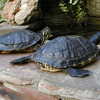 Photo: (keyword turtles)