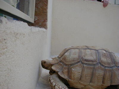 Photo: A big turtle
