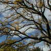 Previous: Tree and sky
