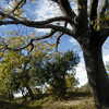 Previous: Tree and sky