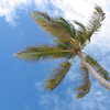 Photo: Palm tree