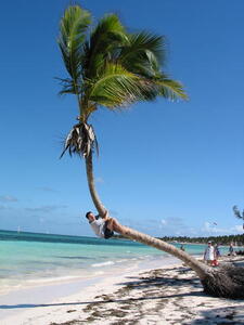 Photo: Gerald climbing a palm tree