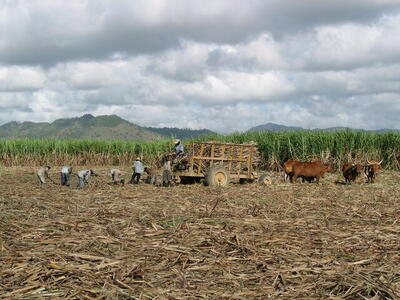 Photo: Sugar cane fields