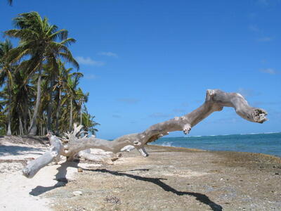 Photo: Dead tree on the beach