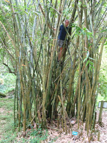 Ger climbing bamboo