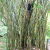 Next: Ger climbing bamboo