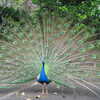Photo: (keyword peacock)