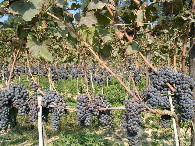 Rows of grapes