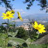 Previous: Flowers and Sorrento
