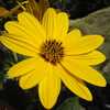 Previous: Yellow flower