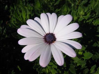 Photo: White flower