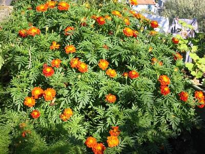 Photo: Orange flowers