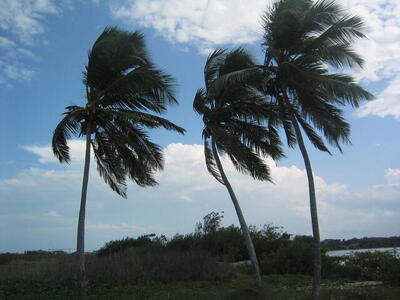 Photo: Palm trees