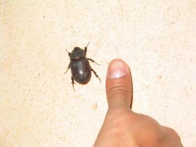 Photo: Big bug