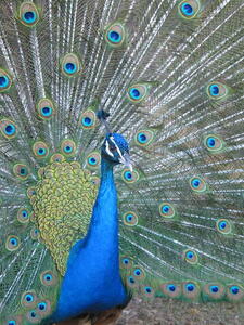 Photo: Peacock