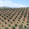 Previous: Olive trees