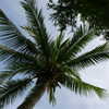 Next: Palm tree