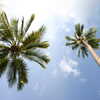 Previous: Palm trees, near and far