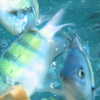 Photo: (keyword fish)