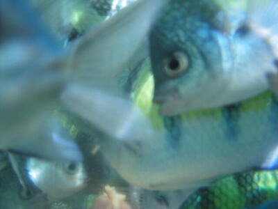 Photo: Fish