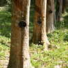 Previous: Rubber trees