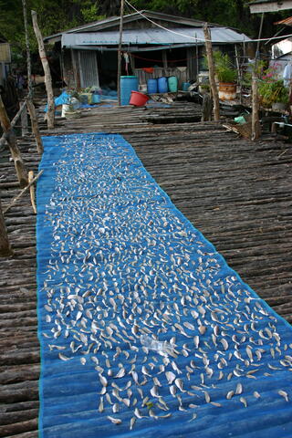 Drying fish, Ko Pan Yi