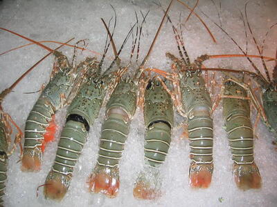 Photo: Lobsters