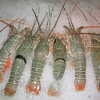 Photo: (keyword lobsters)