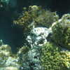 Photo: (keyword coral)