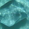 Next: Manta ray