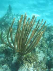 Photo: Underwater plant