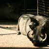 Photo: (keyword warthog)
