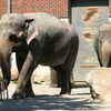 Photo: (keyword elephants)