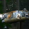 Photo: (keyword tiger)