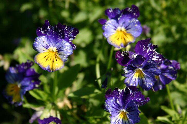 Blue/purple flowers