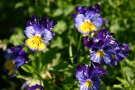 Photo: Blue/purple flowers