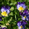 Next: Blue/purple flowers