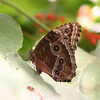 Photo: (keyword butterfly)
