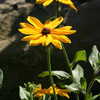 Previous: Yellow flowers