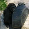 Photo: (keyword gorilla)