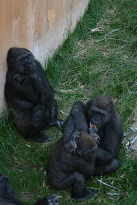 Photo: Gorillas