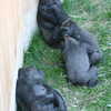 Photo: (keyword gorillas)