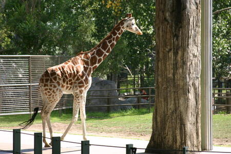 Photo: Giraffe