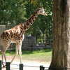 Photo: (keyword giraffe)