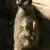 Photo: (keyword meerkat)
