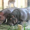 Photo: (keyword hippos)